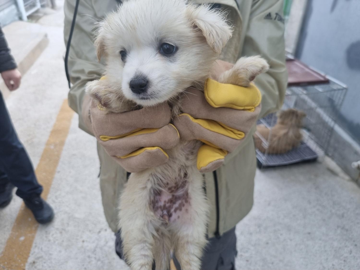 양산시 동물보호센터_448538202300132